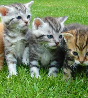 Protección y Defensa de los Animales